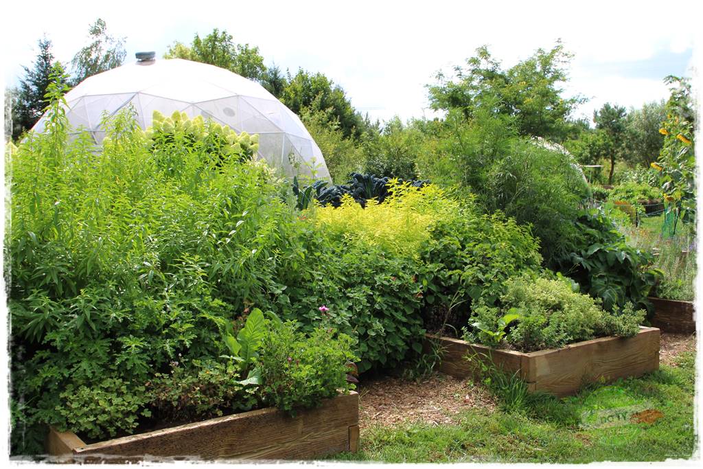 zioła w ogrodzie 1 zioła w ogrodzie 1