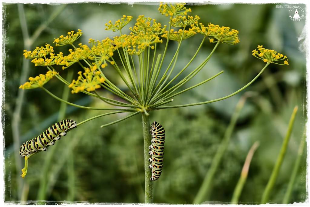 zioła w ogrodzie 18