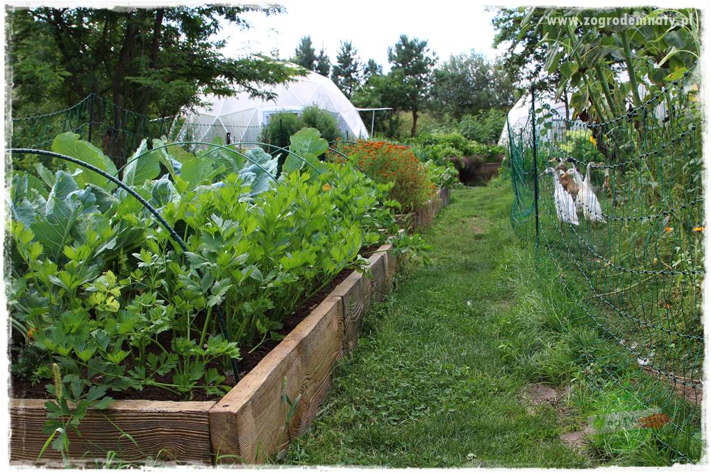 zioła w ogrodzie 19