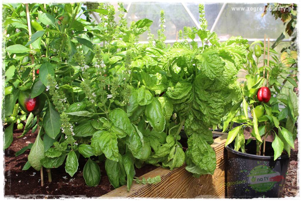 zioła w ogrodzie 21