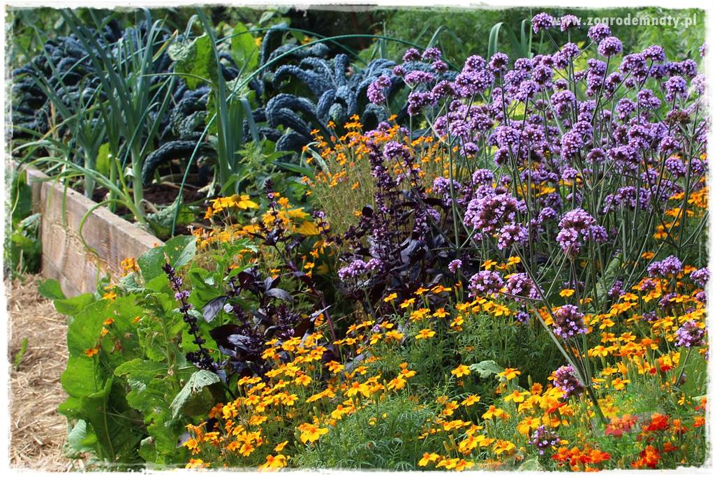 zioła w ogrodzie 23 zioła w ogrodzie 23