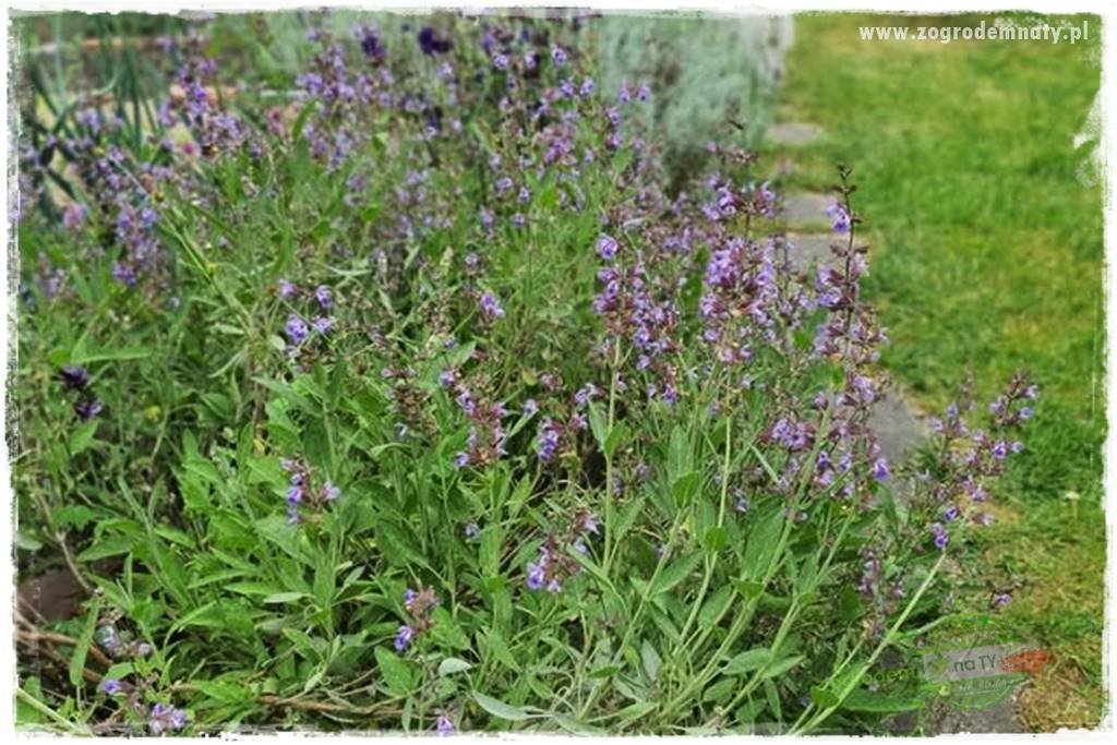 zioła w ogrodzie 24