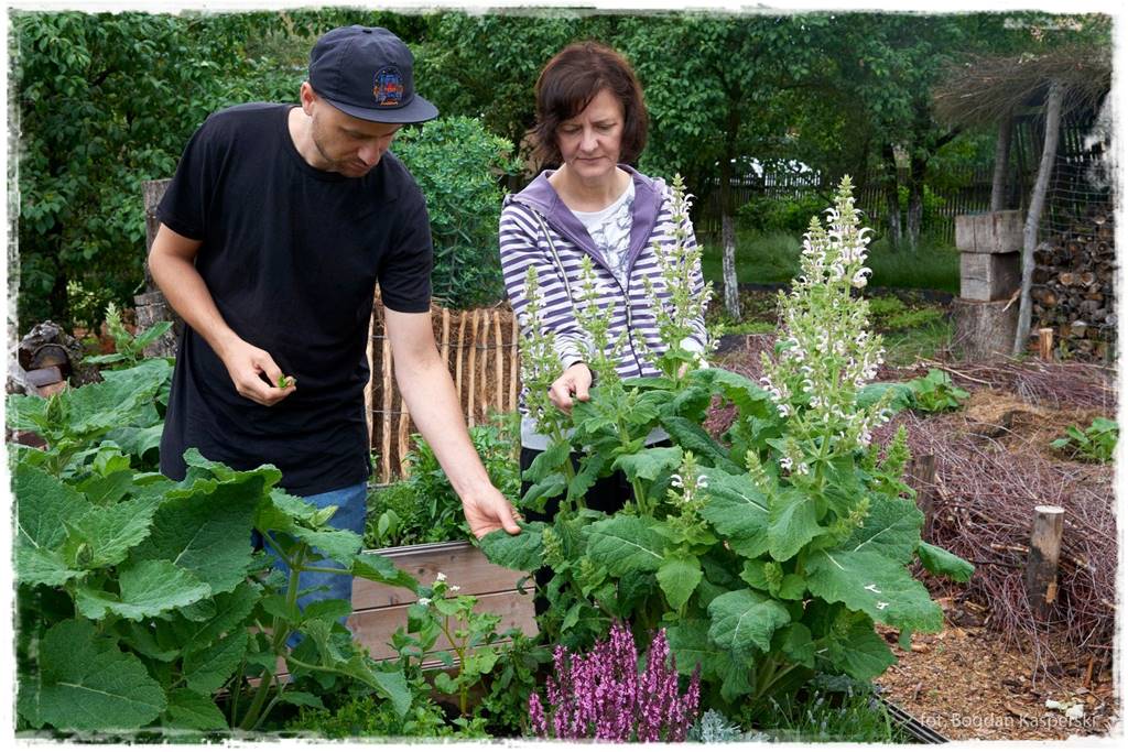 zioła w ogrodzie 26