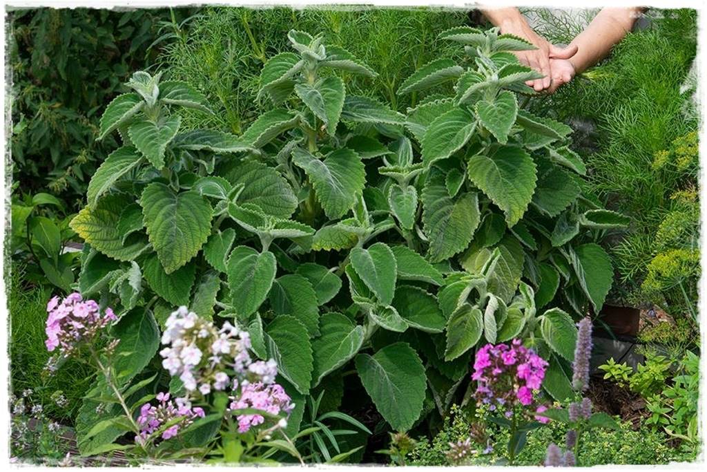 zioła w ogrodzie 27