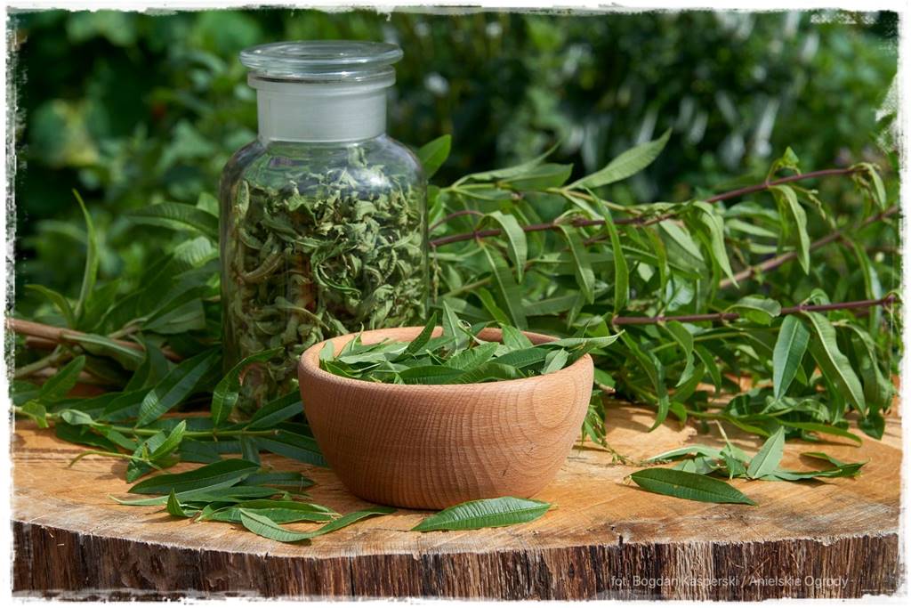 zioła w ogrodzie 29 zioła w ogrodzie 29