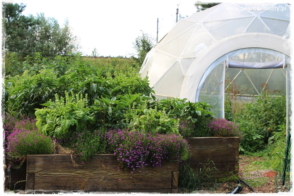 zioła w ogrodzie 31 zioła w ogrodzie 31