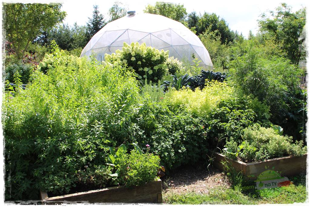 zioła w ogrodzie 33 zioła w ogrodzie 33