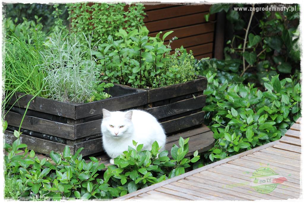 zioła w ogrodzie 9 zioła w ogrodzie 9