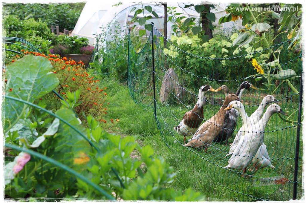 Anielskie ogrody 10 Anielskie ogrody 10