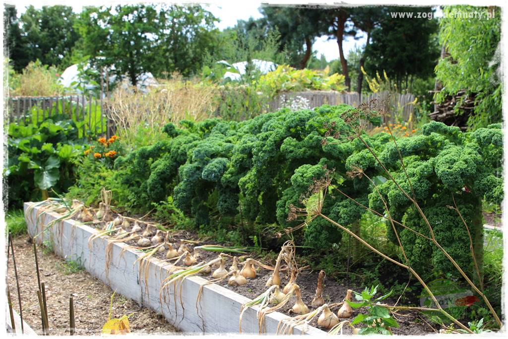 Anielskie ogrody 25 Anielskie ogrody 25