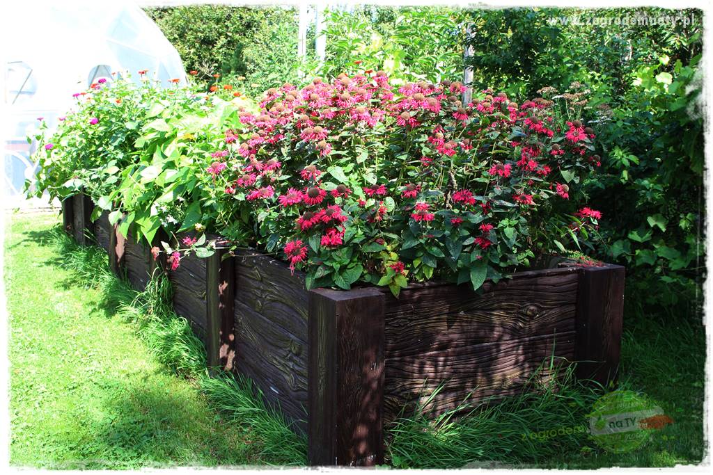 Anielskie ogrody 26 Anielskie ogrody 26