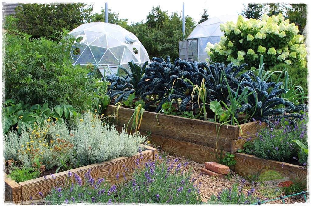 Anielskie ogrody 28 Anielskie ogrody 28