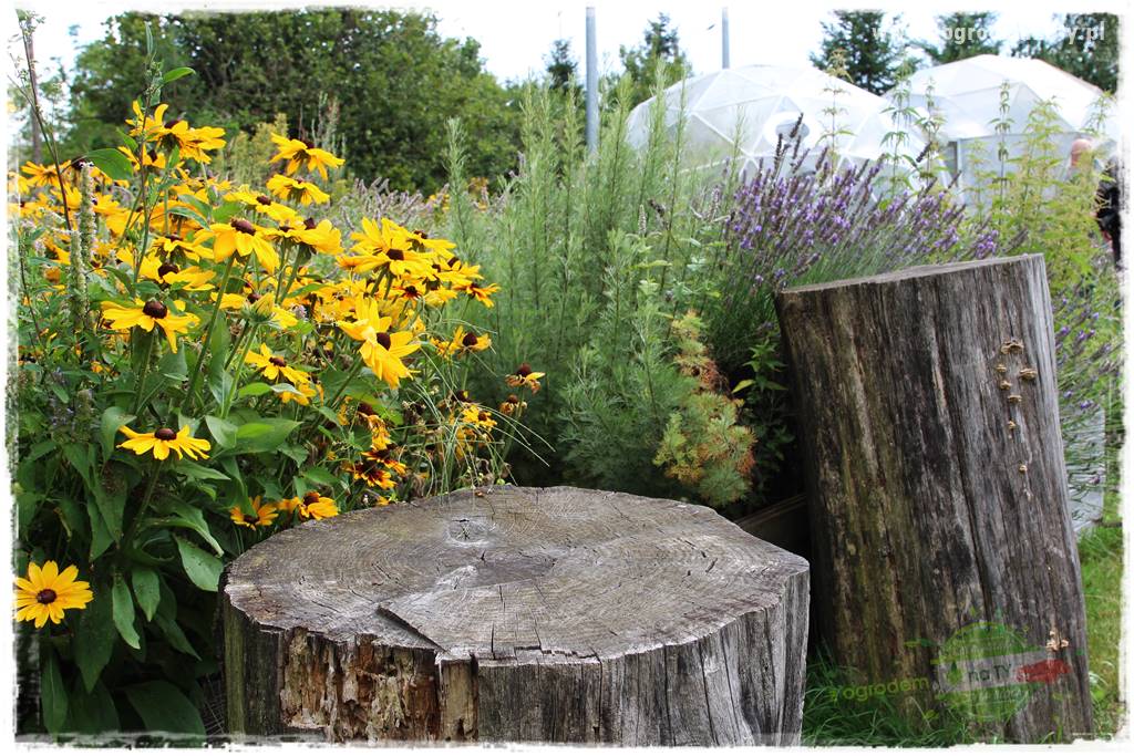 Anielskie ogrody 31 Anielskie ogrody 31