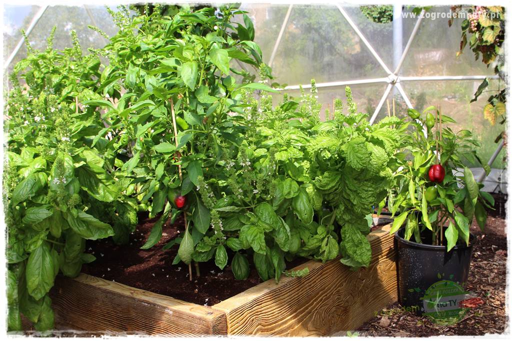 Anielskie ogrody 34 Anielskie ogrody 34