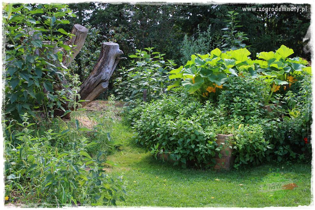 Anielskie ogrody 36 Anielskie ogrody 36