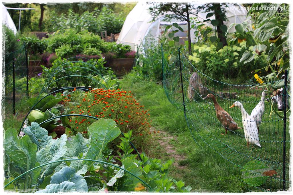 Anielskie ogrody 38 Anielskie ogrody 38