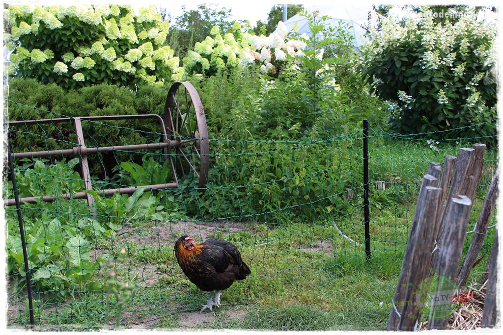 Anielskie ogrody 39 Anielskie ogrody 39