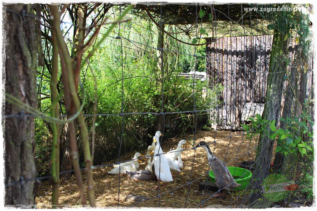 Anielskie ogrody 40 Anielskie ogrody 40