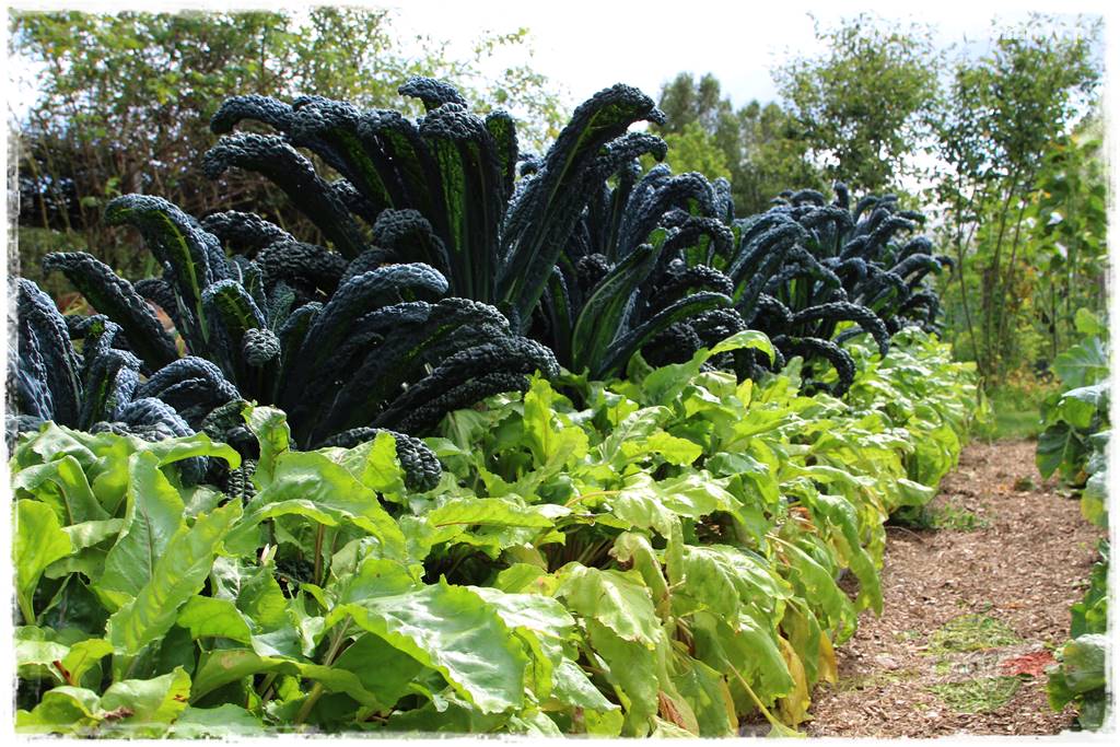 Anielskie ogrody 401 Anielskie ogrody 401