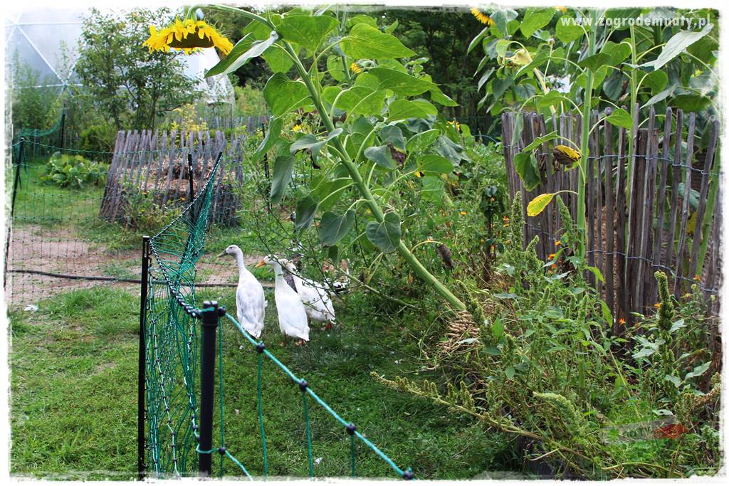 Anielskie ogrody 405 Anielskie ogrody 405