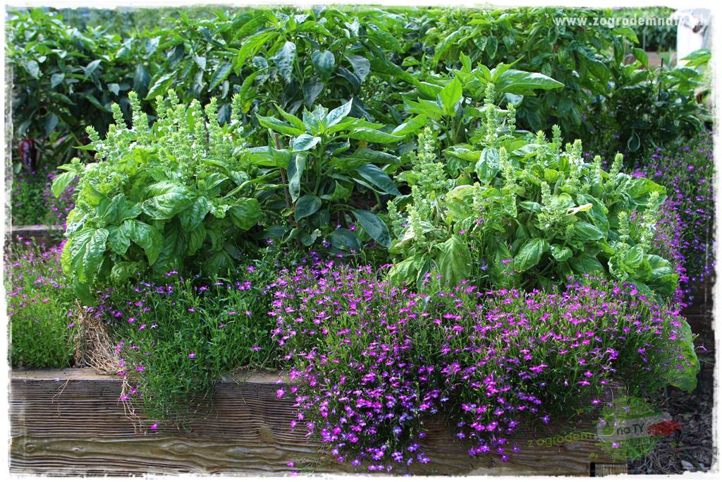 Anielskie ogrody 406 Anielskie ogrody 406