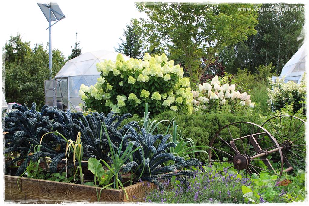 Anielskie ogrody 407 Anielskie ogrody 407