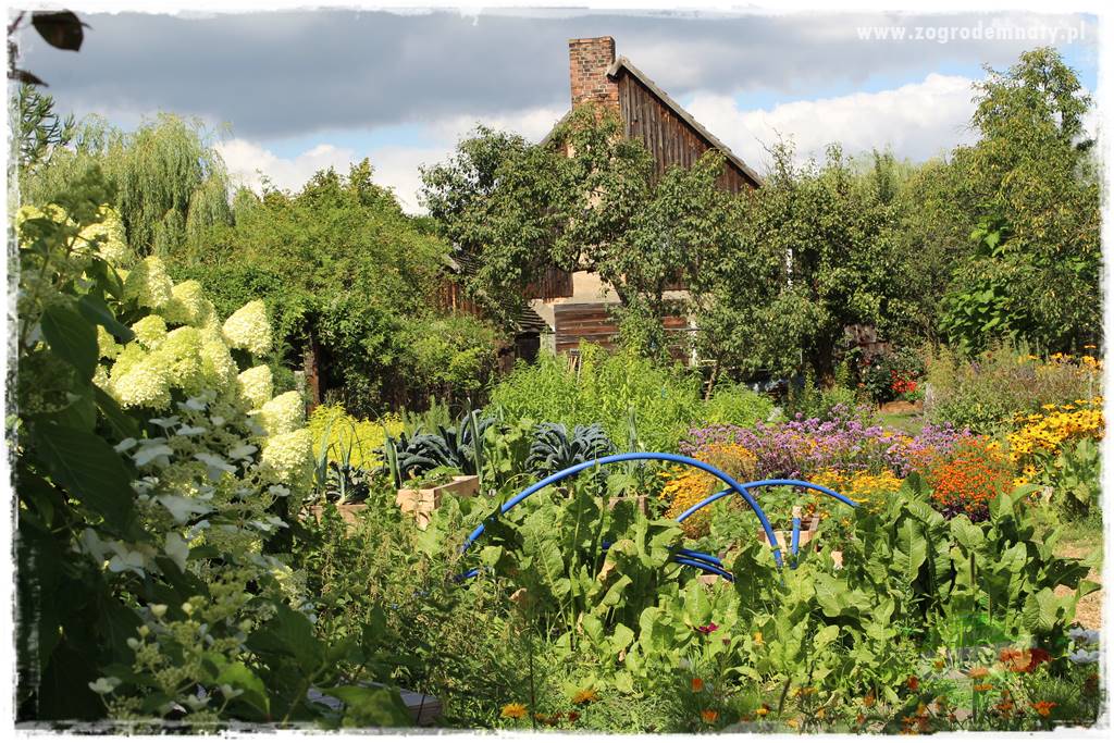 Anielskie ogrody 409 Anielskie ogrody 409