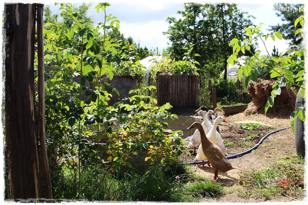 Anielskie ogrody 410 Anielskie ogrody 410