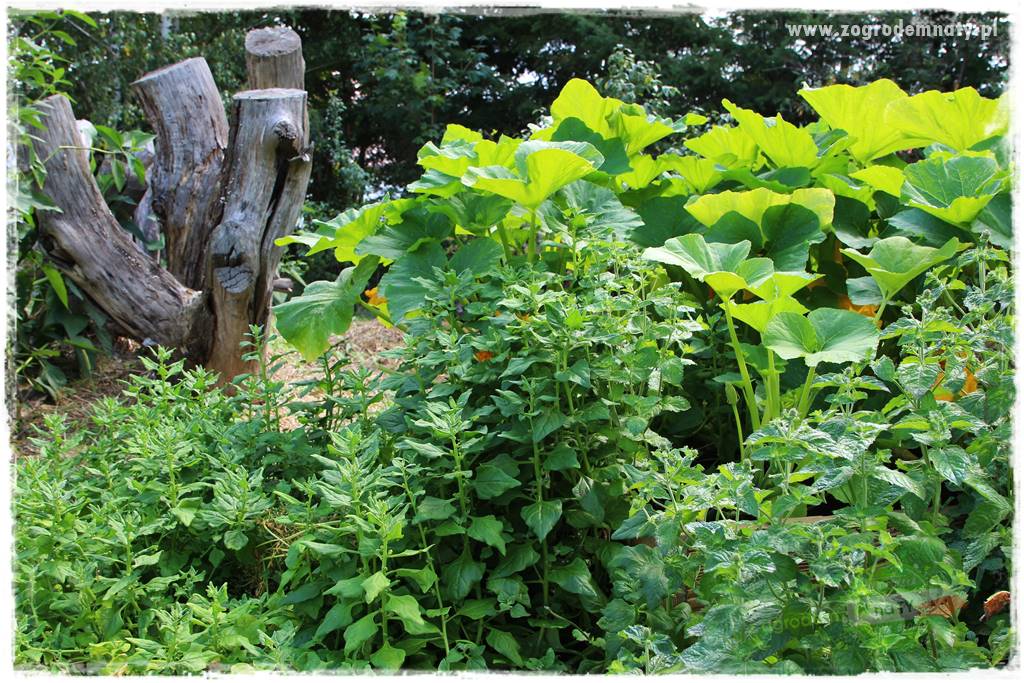 Anielskie ogrody 414 Anielskie ogrody 414