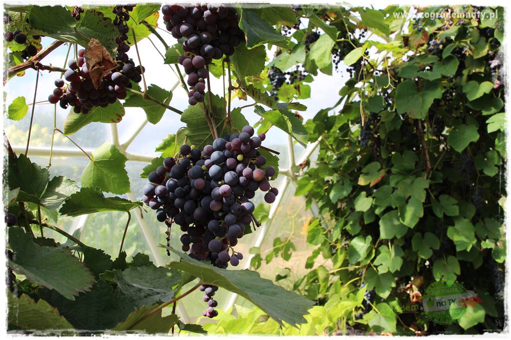 Anielskie ogrody 415 Anielskie ogrody 415