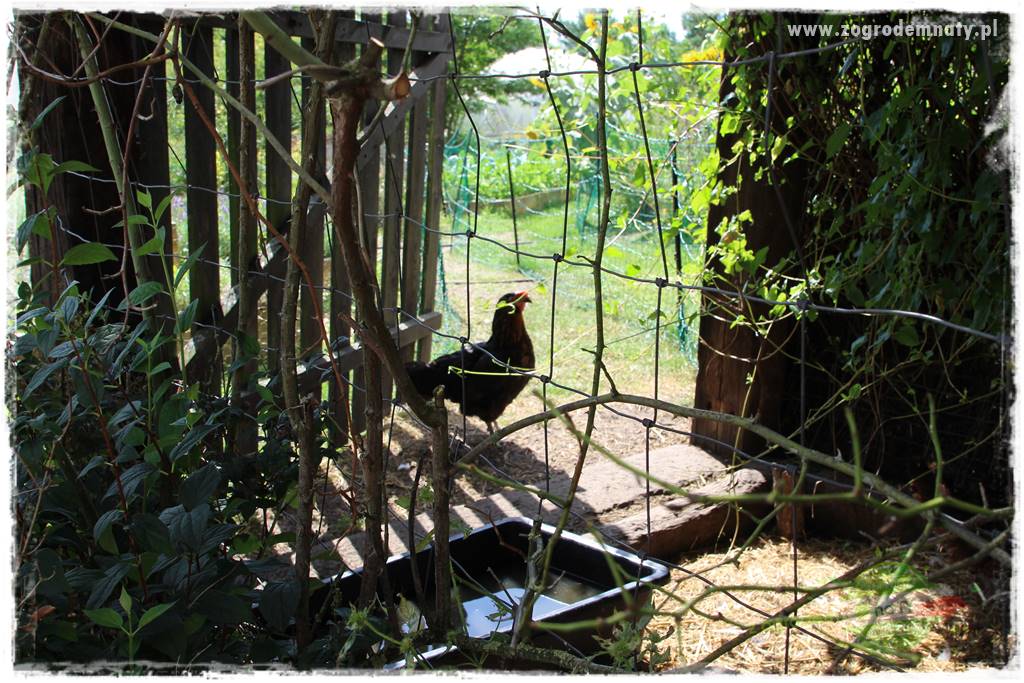 Anielskie ogrody 417 Anielskie ogrody 417