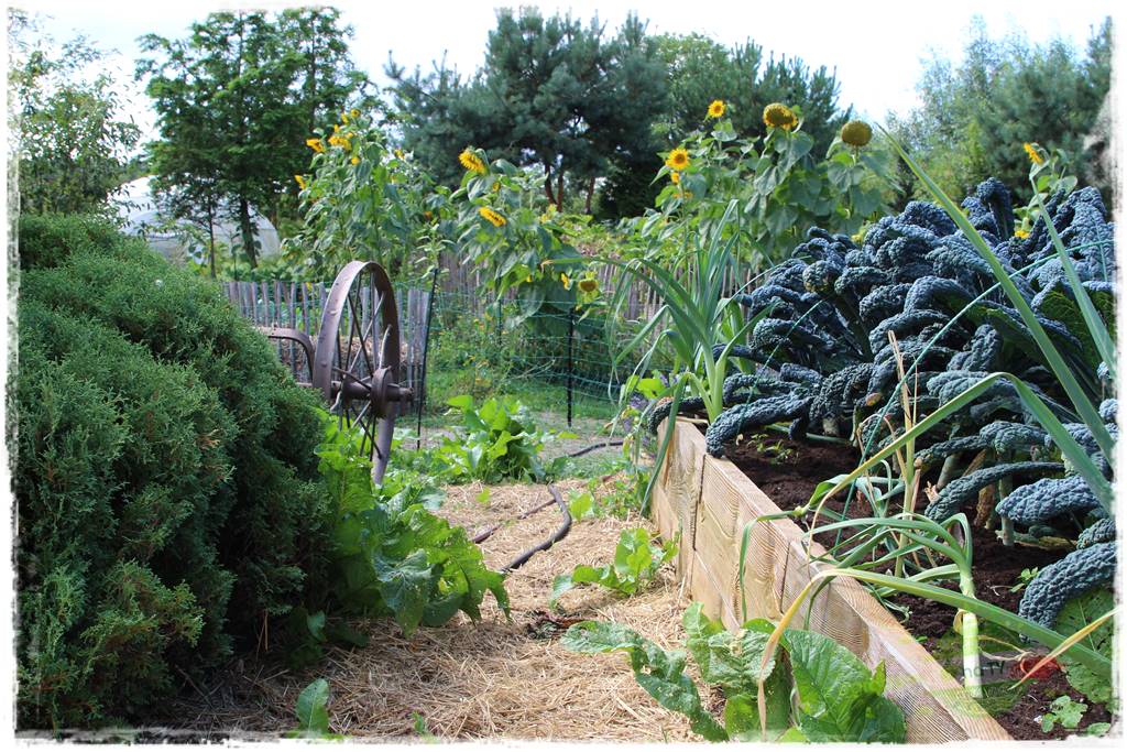 Anielskie ogrody 418 Anielskie ogrody 418