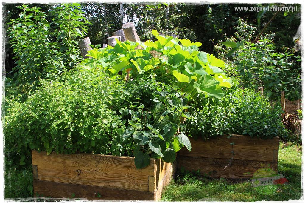 Anielskie ogrody 419 Anielskie ogrody 419