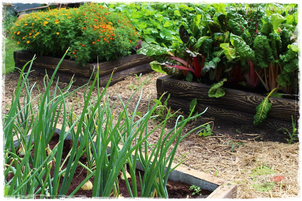 Anielskie ogrody 42 Anielskie ogrody 42