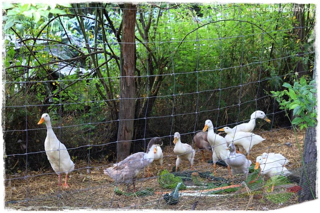 Anielskie ogrody 420 Anielskie ogrody 420