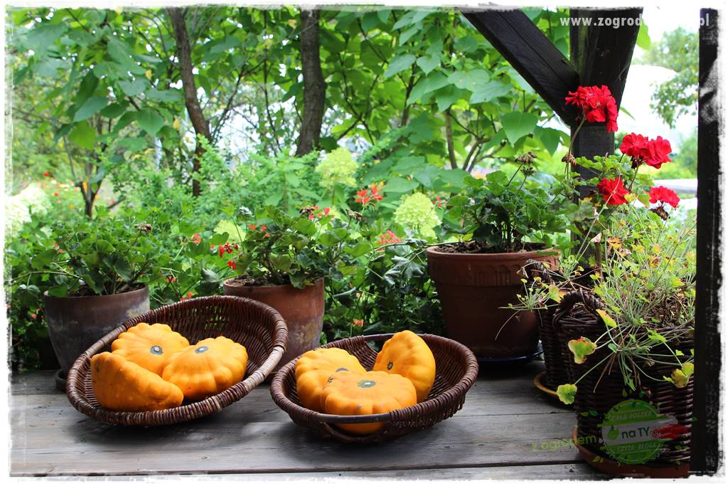 Anielskie ogrody 423 Anielskie ogrody 423