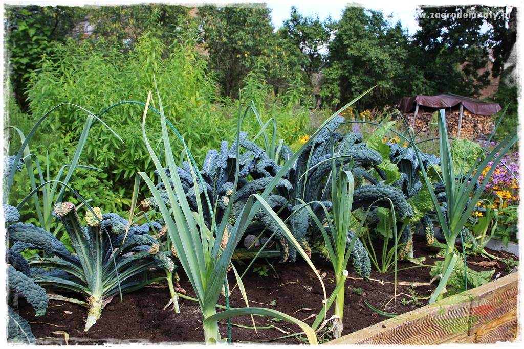 Anielskie ogrody 426 Anielskie ogrody 426