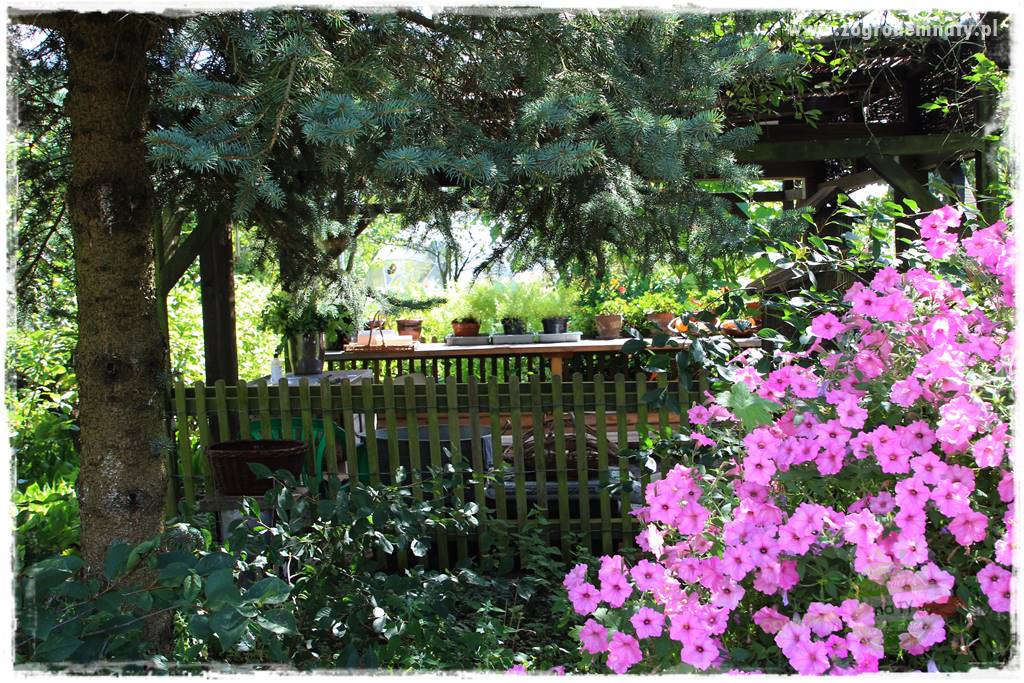 Anielskie ogrody 429 Anielskie ogrody 429