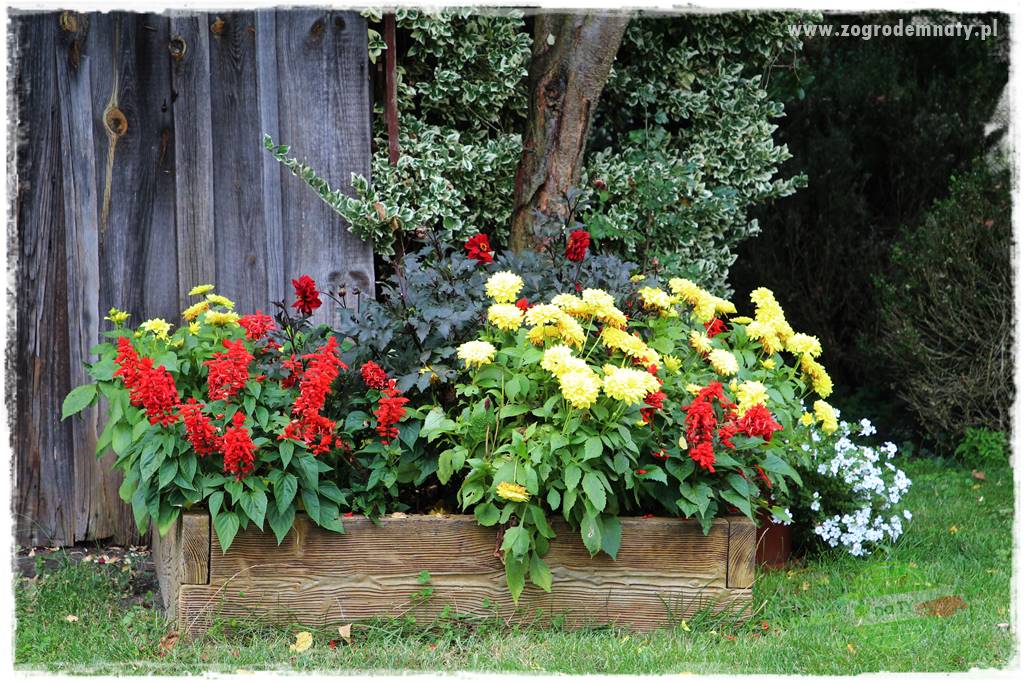 Anielskie ogrody 430 Anielskie ogrody 430