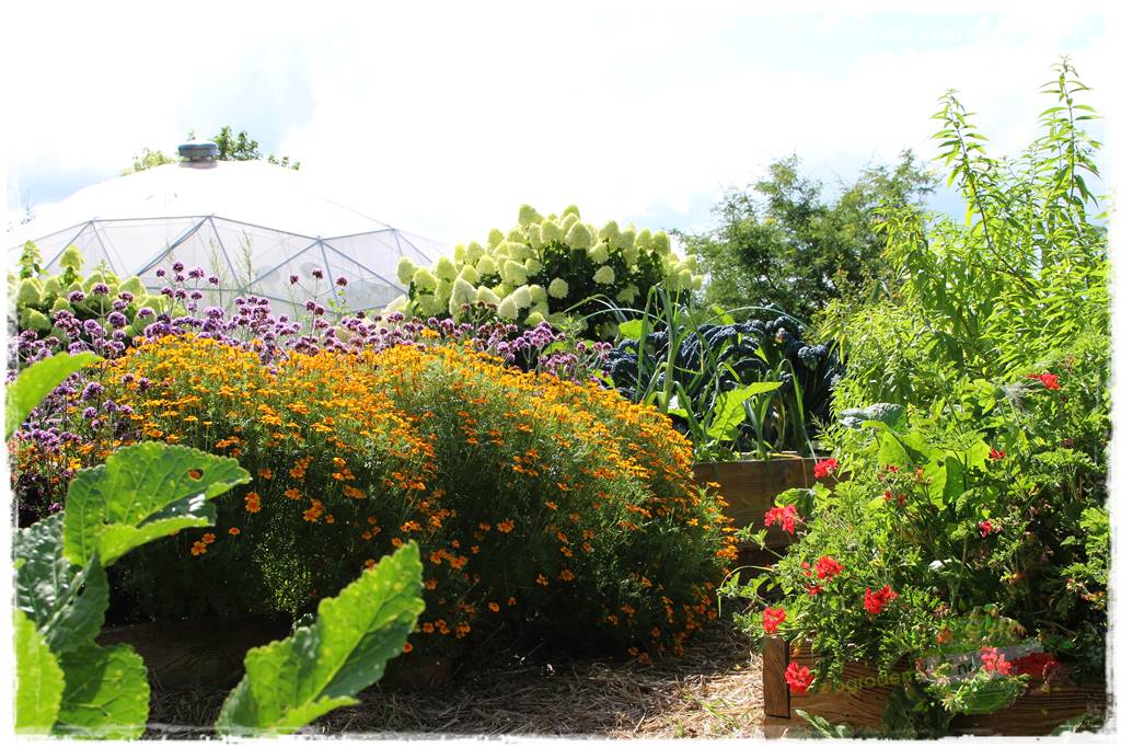 Anielskie ogrody 433 Anielskie ogrody 433