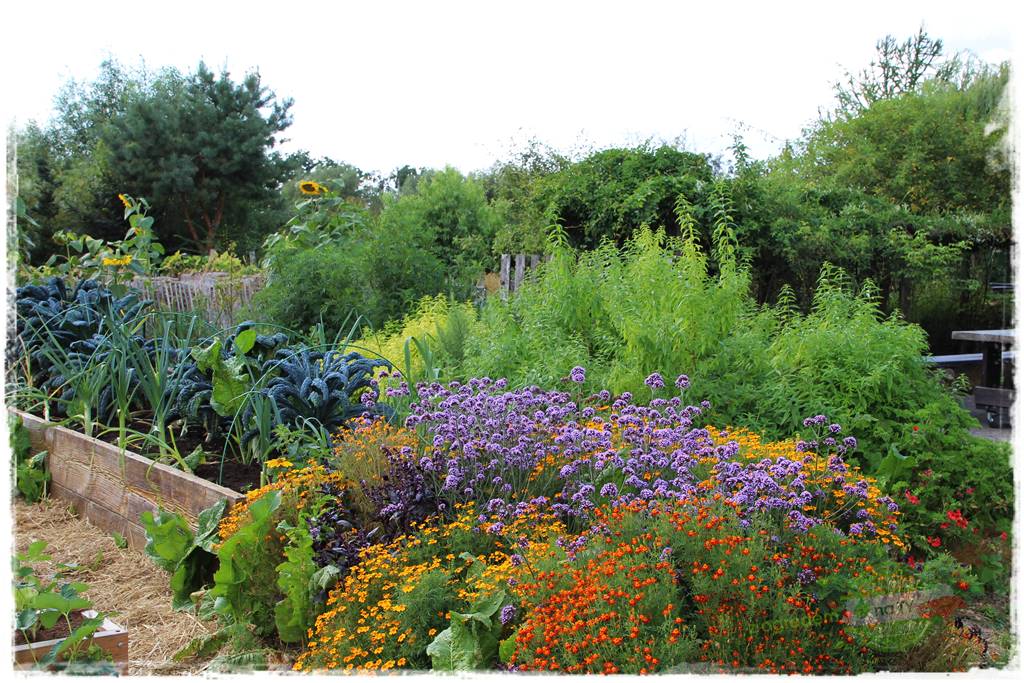 Anielskie ogrody 436 Anielskie ogrody 436