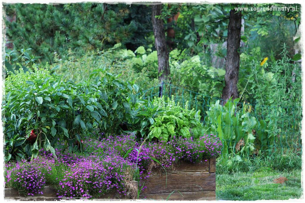 Anielskie ogrody 437 Anielskie ogrody 437