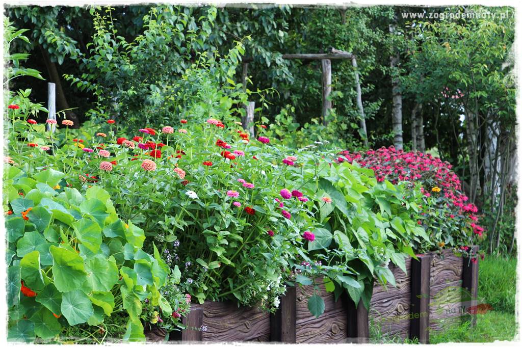 Anielskie ogrody 50 Anielskie ogrody 50