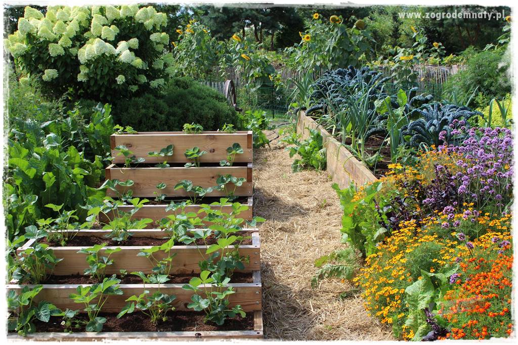 Anielskie ogrody 7 Anielskie ogrody 7