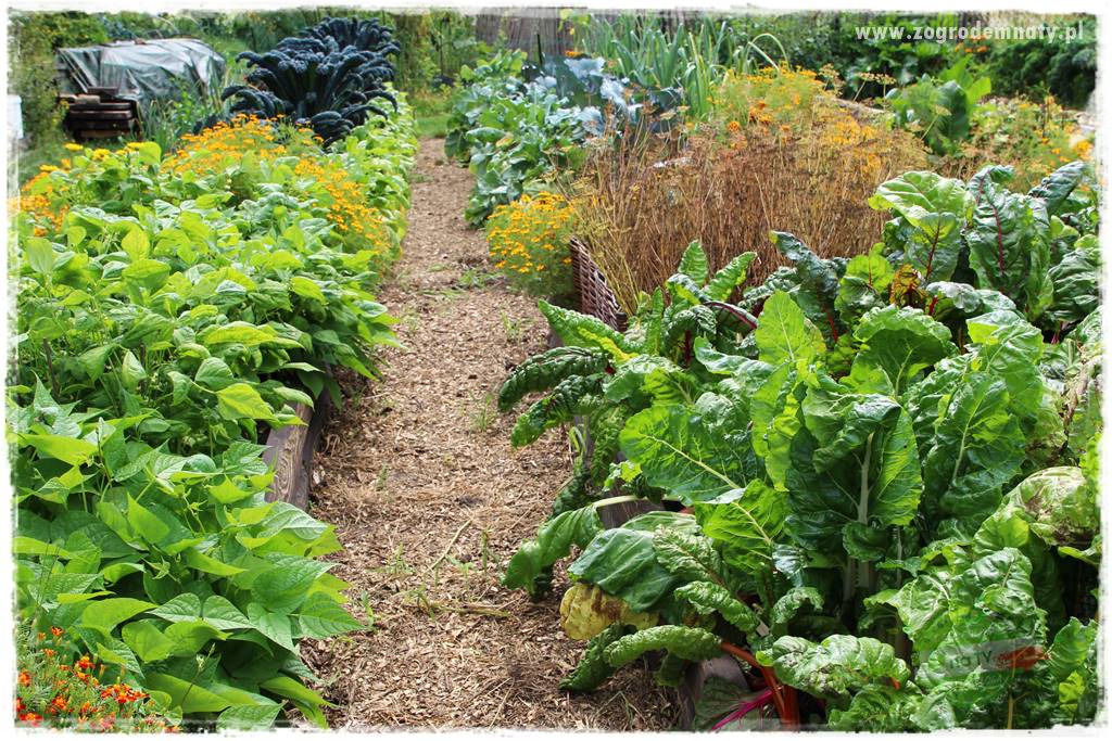 Anielskie ogrody 8 Anielskie ogrody 8