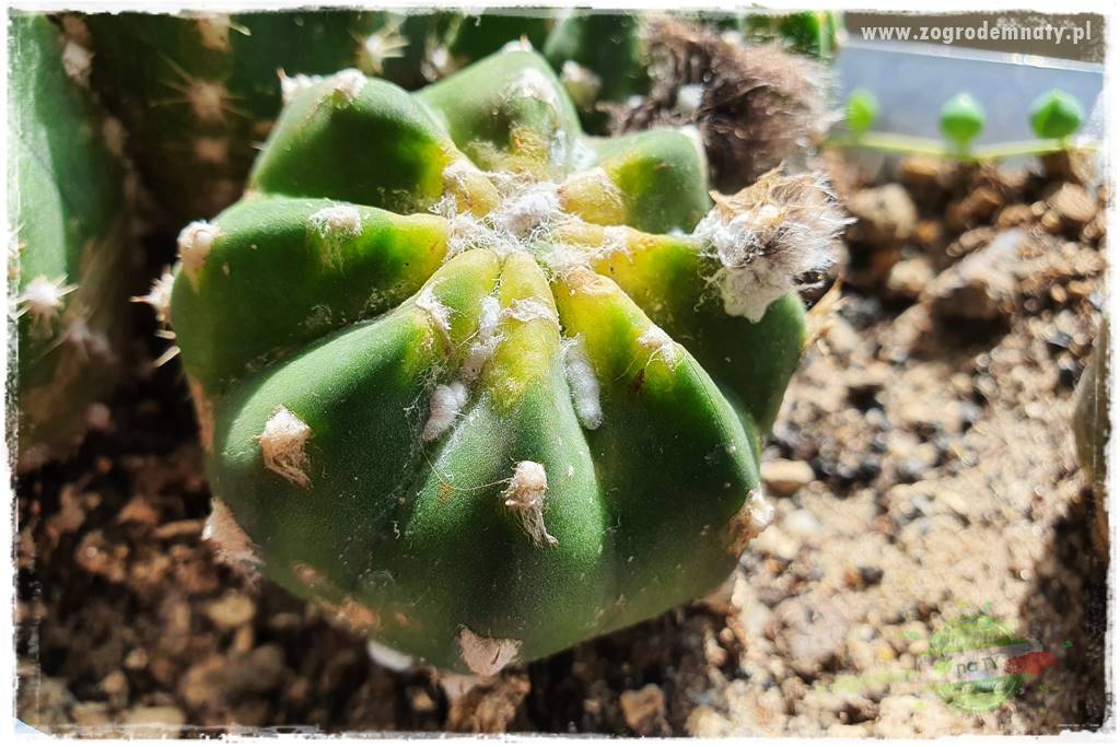 Jak zwalczyć mączliki 1