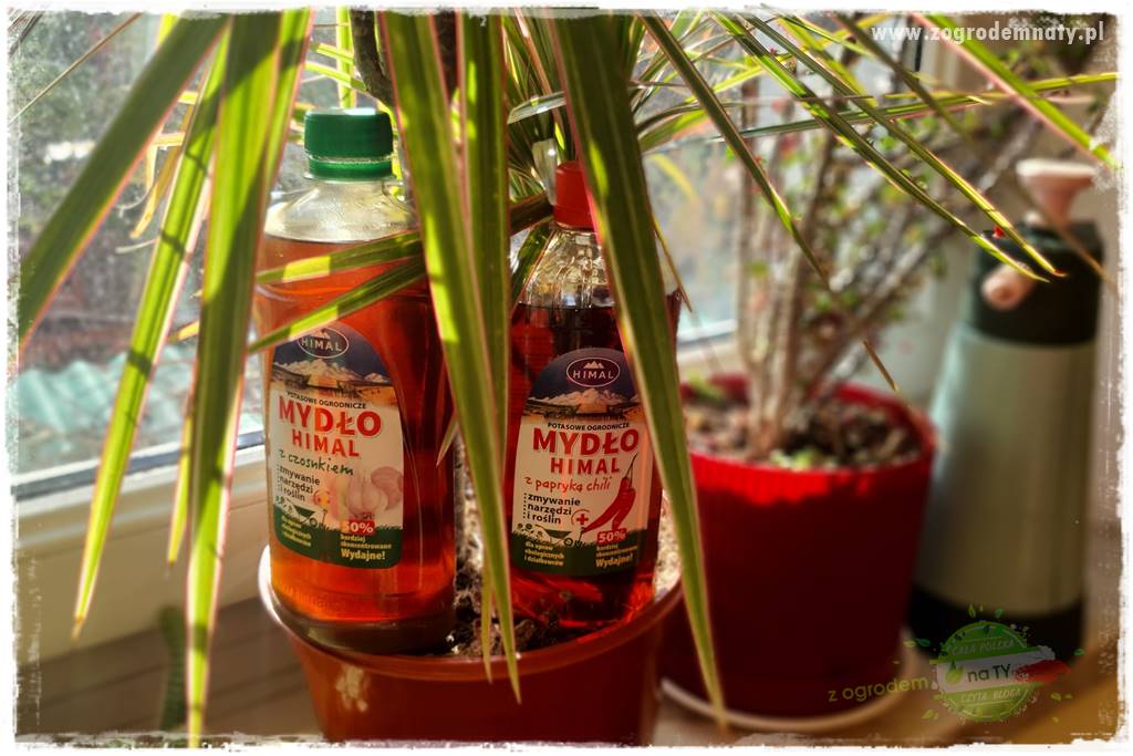 Jak zwalczyć mączliki 11