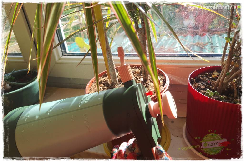 Jak zwalczyć mączliki 13 Jak zwalczyć mączliki 13