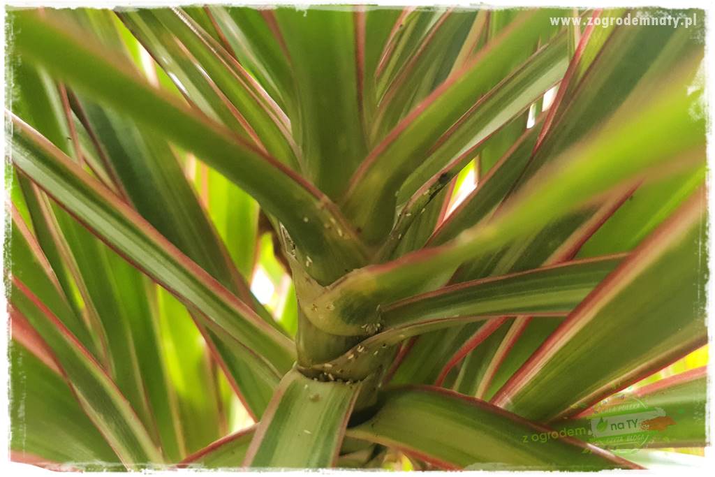 Jak zwalczyć mączliki 16