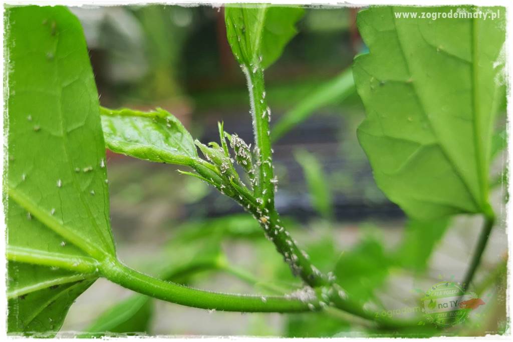 Jak zwalczyć mączliki 3